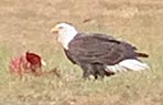 Bald Eagle at Schiff