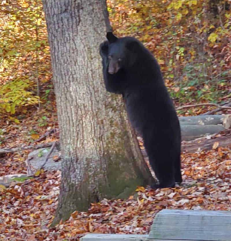 black bear