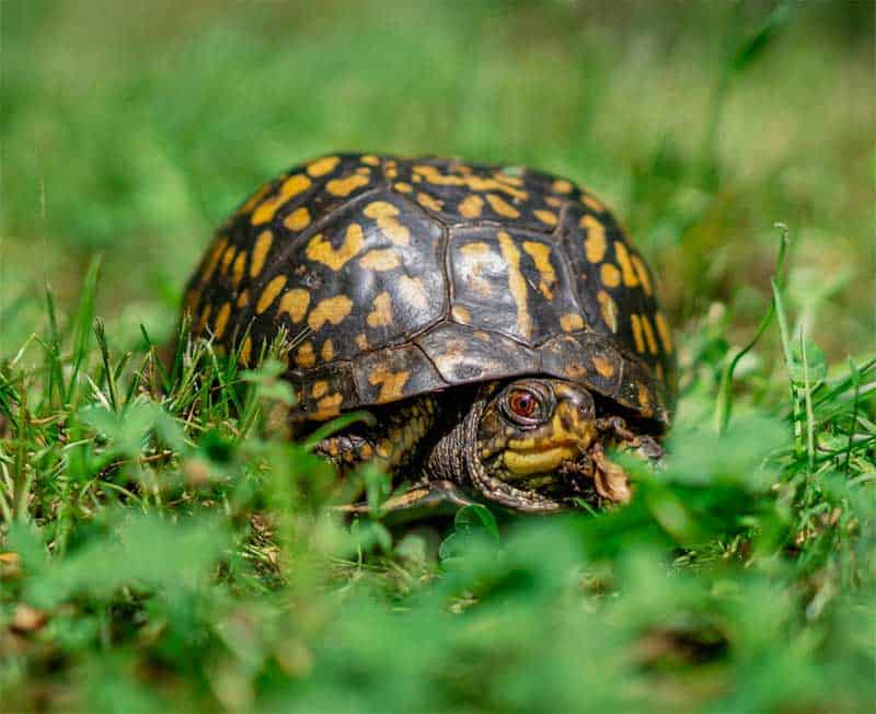 box turtle