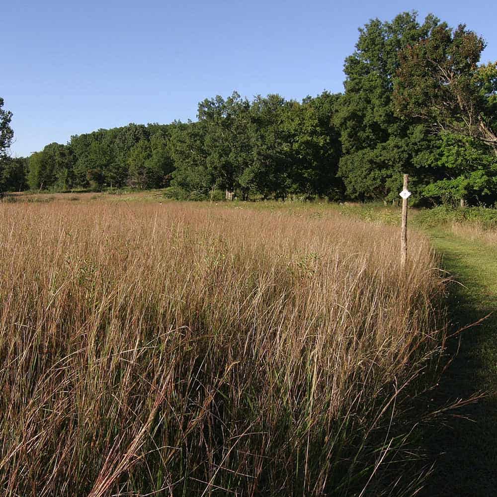 Schiff field trail