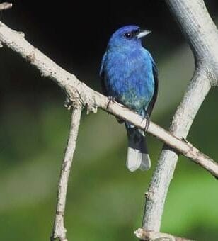 indigo bunting