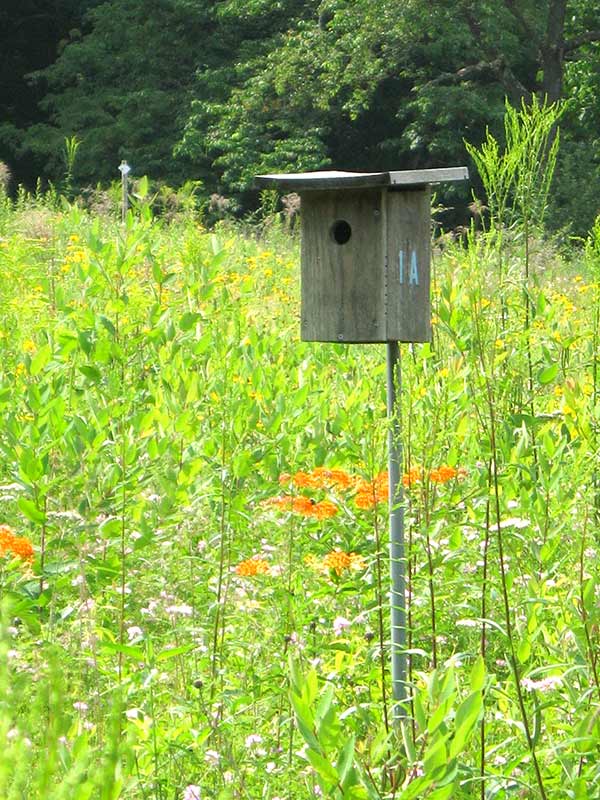 Schiff Nature Preserve bluebird house