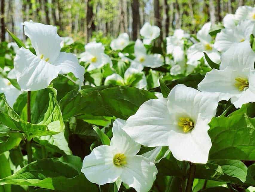 trillium