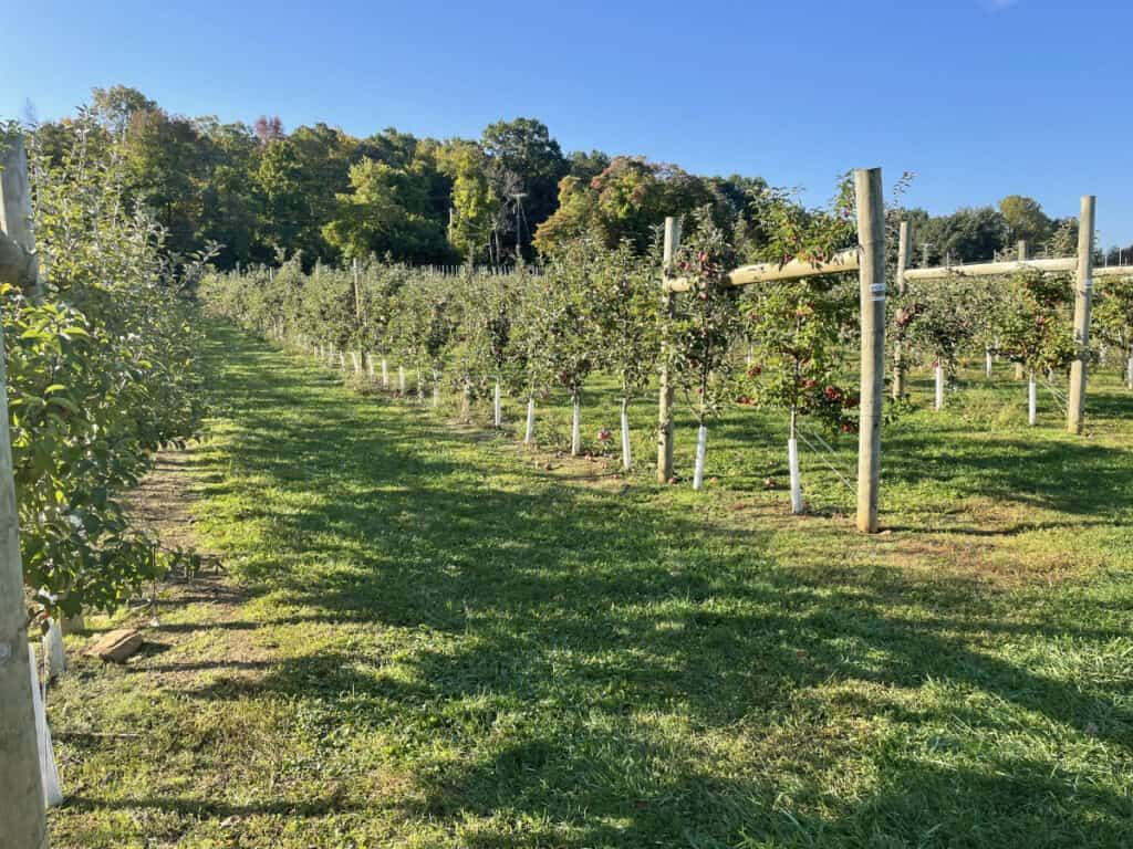 Orchard