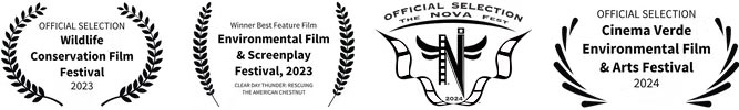 Film awards