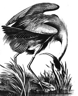 Great Blue Heron