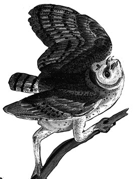 Great Horned Owl