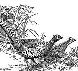 Ring Neck Pheasant