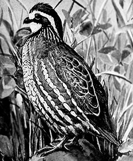 Bob White Quail