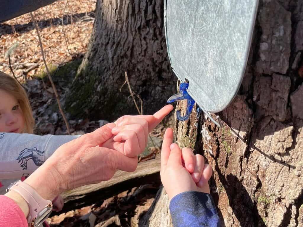 Maple Sugaring Event