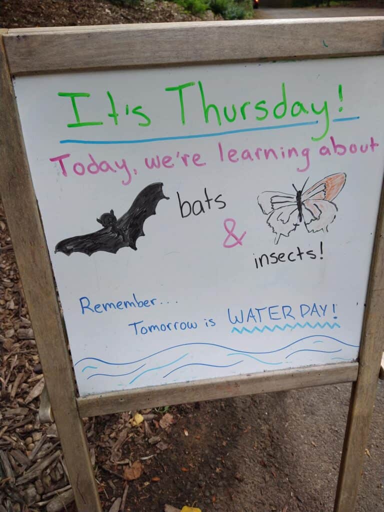 Summer Nature Program - bats and insects