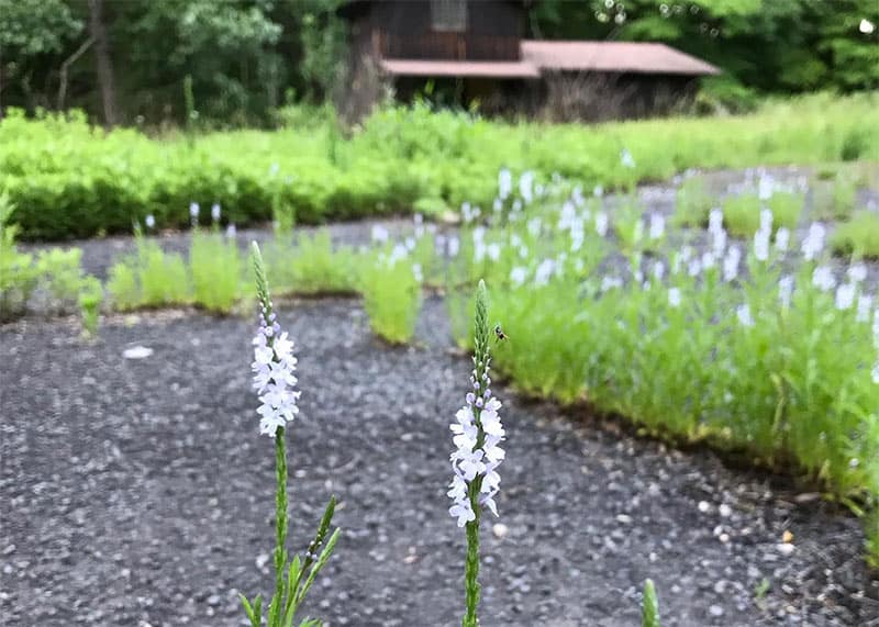 Verbena